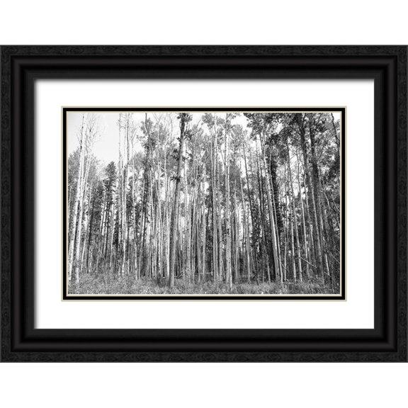 Urquhart, Elizabeth 32x23 Black Ornate Wood Framed with Double Matting Museum Art Print Titled - Aspen BW 2