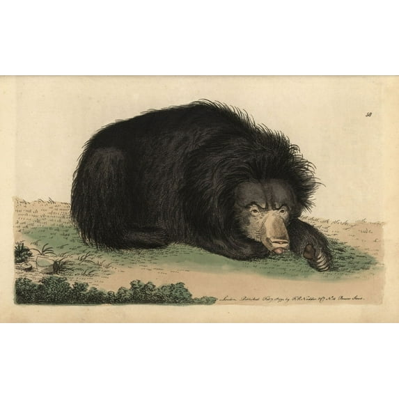 Ursiform Sloth, Ursine Bradypus Or Sloth Beara Poster Print By ® Florilegius Mary Evans (24 X 18)