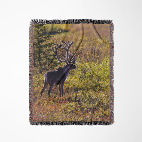 Usa, Alaska. Caribou Bull In Denali Np In Late Fall., Woven Blanket