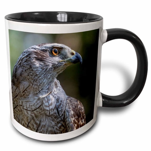 3drose, Usa, Alaska, Sitka. Northern Goshawk Captive at Alaska Raptor Center, 11oz Two-tone Black Mug