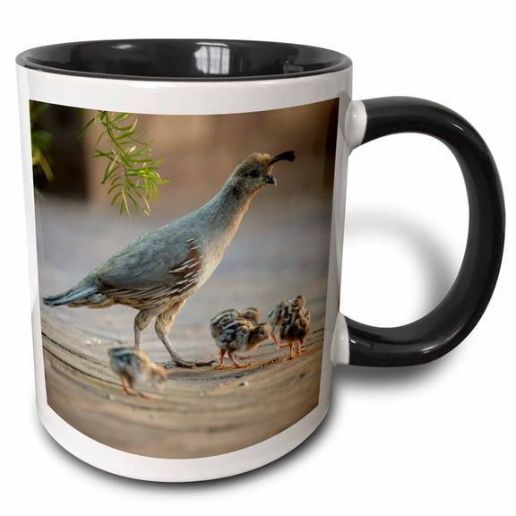 3drose, Usa, Arizona, Buckeye. Mother Gambels Quail and Newly Hatched Chicks., 15oz Two-tone Black Mug