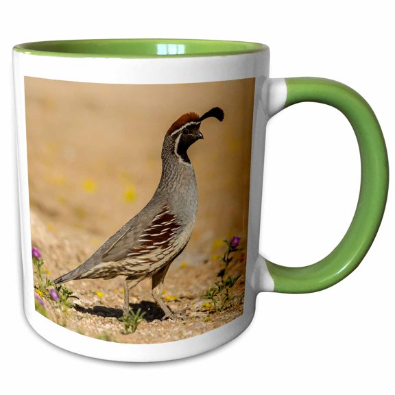 3drose, Usa, Arizona, Sonoran Desert. Male Gambels Quail., 11oz Two-tone Green Mug