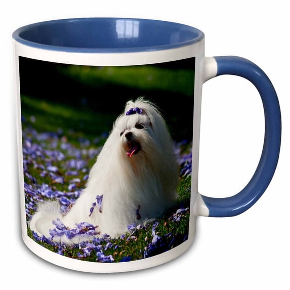 3drose, Usa, California. Maltese Posing in Purple., 11oz Two-tone Blue Mug