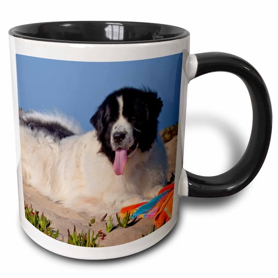 3drose, Usa, California. Newfoundland Lying in Sand with Beach Towel., 11oz Two-tone Black Mug