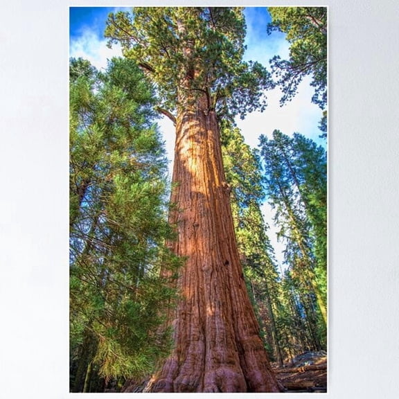 Usa. California. Sequoia National Park. General Sherman Tree. Poster , Poster Print Only