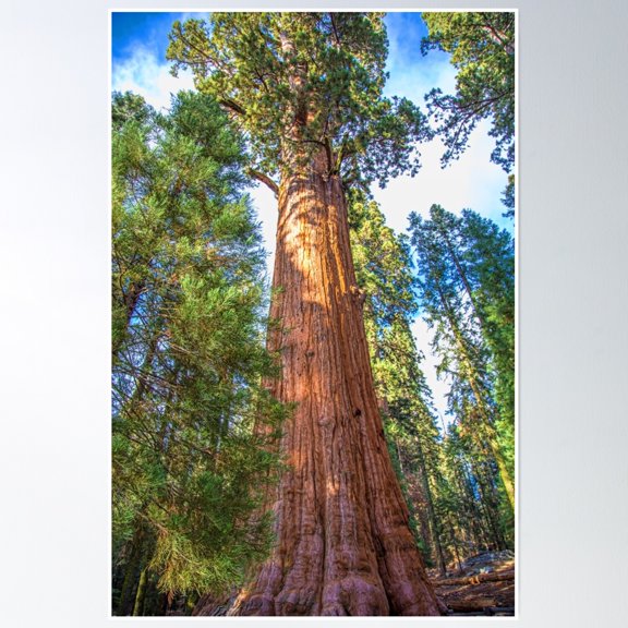 Usa. California. Sequoia National Park. General Sherman Tree Poster Wall Art, Modern Wall Decor, 12x18 UNFRAMED