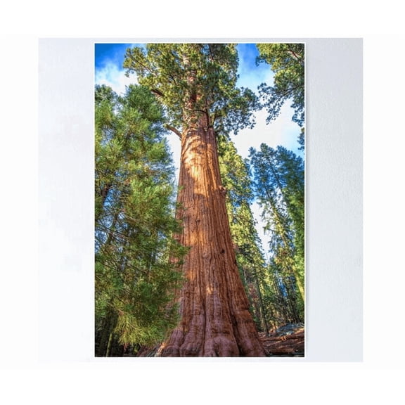 Usa. California. Sequoia National Park. General Sherman Tree. Poster