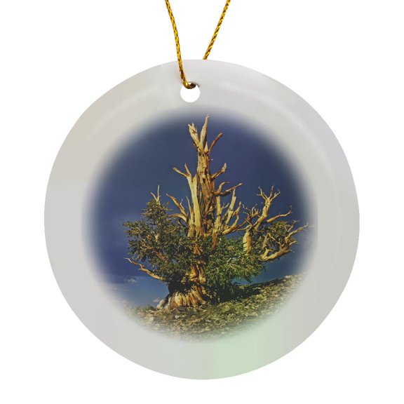 3drose, Usa California, White Mountains, Bristlecone Pines - Us05 Bjy0045 - Jaynes Gallery, Circle Porcelain Ornament