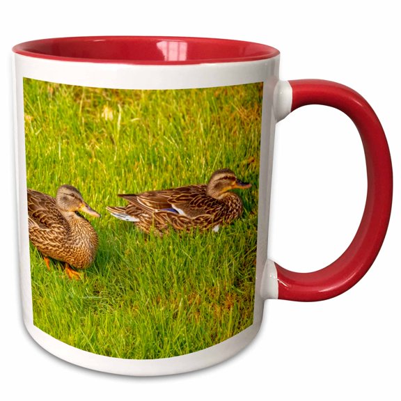 3drose, Usa, Colorado, Fort Collins. Closeup of Mallard Ducks in Grass., 11oz Two-tone Red Mug