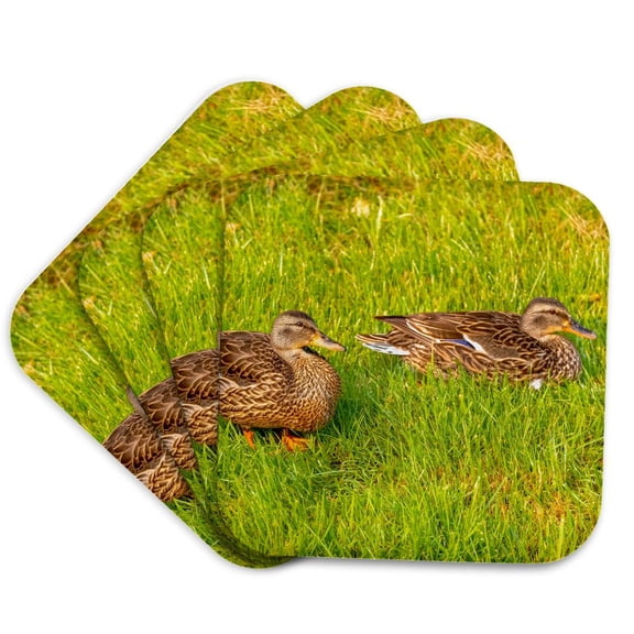 3drose, Usa, Colorado, Fort Collins. Closeup of Mallard Ducks in Grass., Set of 4 Coasters - Soft