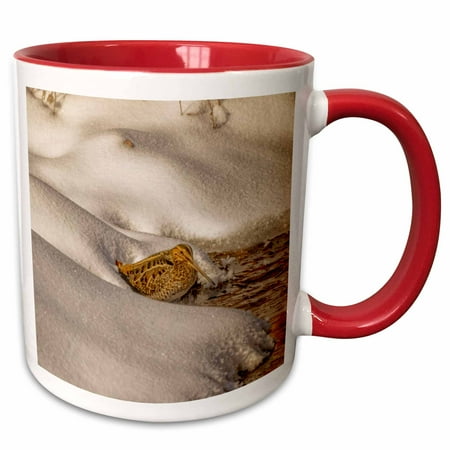 Usa, Colorado, Fort Collins. Wilsons Snipe Drinks From Winter Stream., 15oz Two-Tone Red Mug