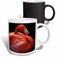 thumbnail image 1 of 3drose, Usa, Florida. Flamingo, Tropical Bird - Na02 Dgu0007 - Darrell Gulin, 11oz Magic Transforming Mug, 1 of 7