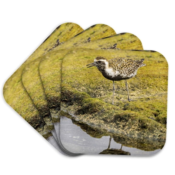 3drose, Usa, Hawaii, Honokohau Bay. Pacific Golden Plover Close-up., Set of 4 Coasters - Soft