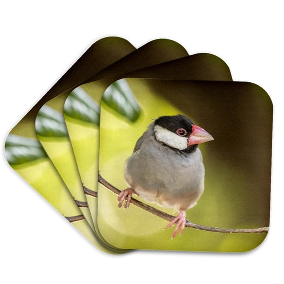 3drose, Usa, Hawaii, Kona. Java Sparrow Close-up., Set of 4 Coasters - Soft