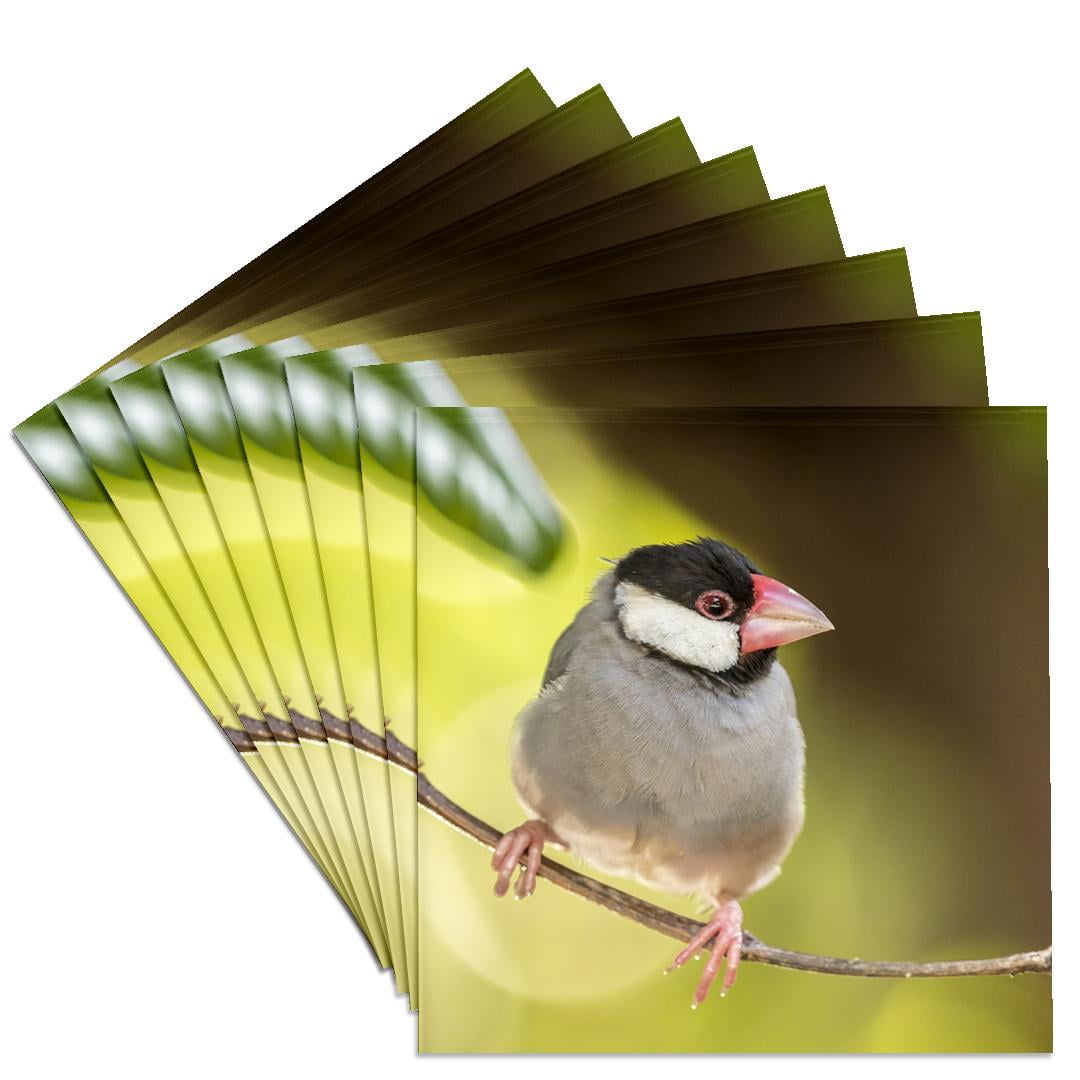 3drose, Usa, Hawaii, Kona. Java Sparrow Close-up., Set of 8 Ceramic ...