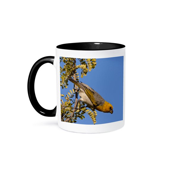 3drose, Usa, Hawaii, Mauna Kea, Palila Bird on Branch - Us12 Bjy0012 - Jaynes Gallery, 11oz Two-tone Black Mug