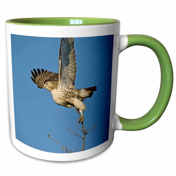 3drose, Usa, Kansas. Hawk Taking Off, 11oz Two-tone Green Mug
