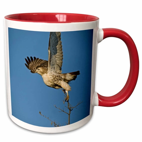 3drose, Usa, Kansas. Hawk Taking Off, 11oz Two-tone Red Mug
