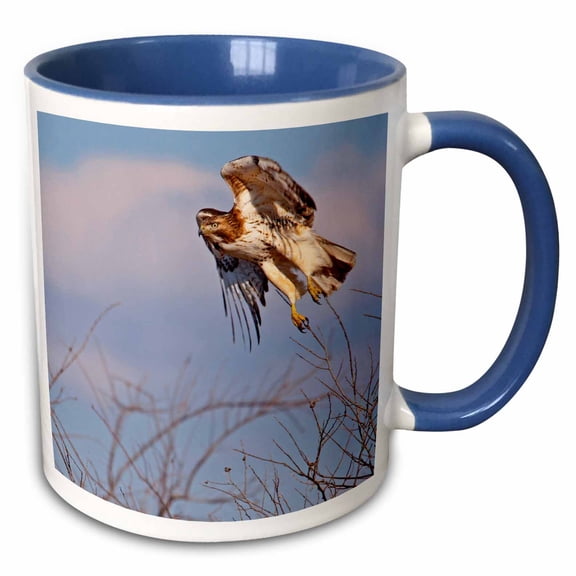 3drose, Usa, Kansas. Red-tailed Hawk, Buteo Jamaicensis., 11oz Two-tone Blue Mug