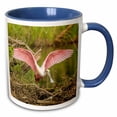 thumbnail image 1 of 3drose, Usa, Louisiana, Vermilion Parish. Roseate Spoonbill Picking up Twig., 11oz Two-tone Blue Mug, 1 of 6