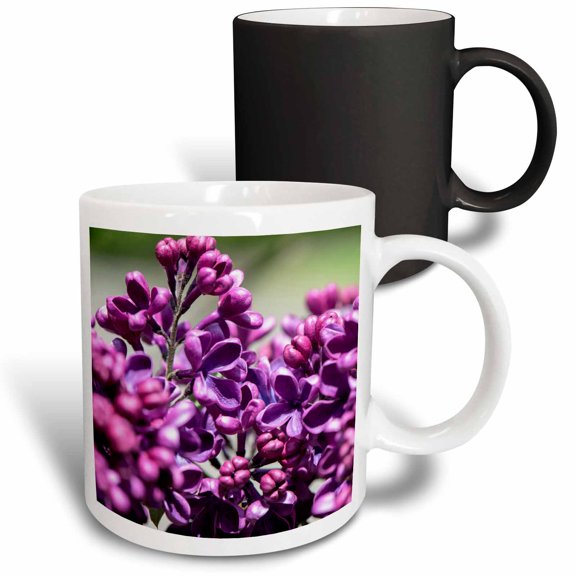 3drose, Usa, Massachusetts, Boston, Arnold Arboretum, Purple Lilac Tree, 11oz Magic Transforming Mug