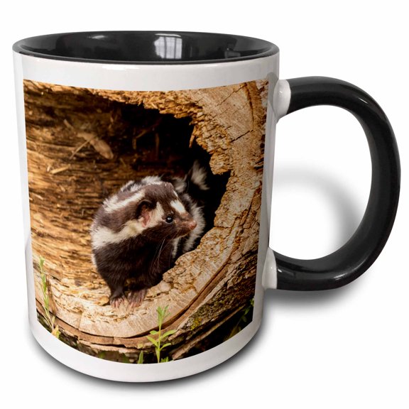 3drose, Usa, Minnesota, Pine County. Captive Spotted Skunk., 11oz Two-tone Black Mug