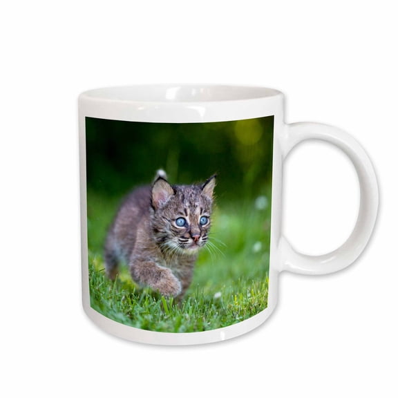 3drose, Usa, Minnesota, Sandstone, Baby Bobcat, Kitten, 11oz Mug