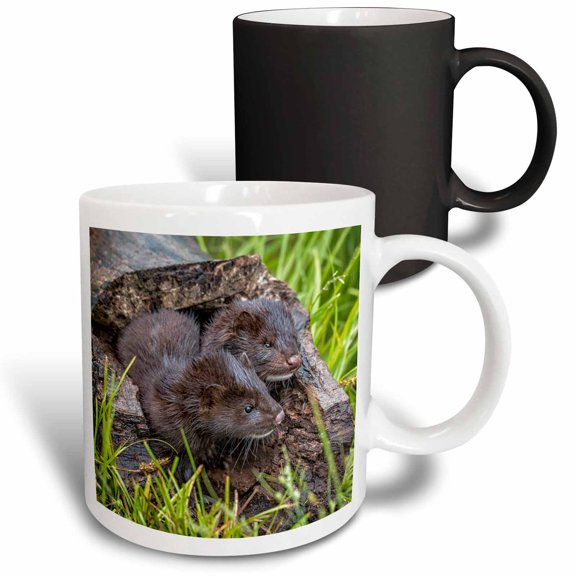 3drose, Usa, Minnesota. Two Mink Kits in Log Watching for Mother., 11oz Magic Transforming Mug