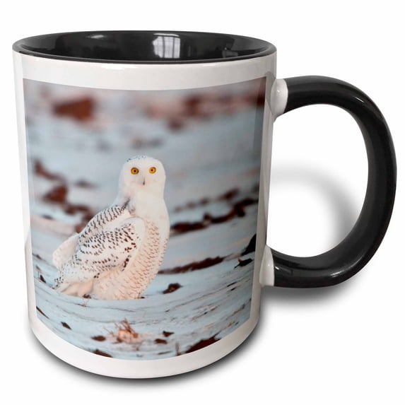 3drose, Usa, Minnesota, Vermillion. Snowy Owl Perched on Snow., 11oz Two-tone Black Mug
