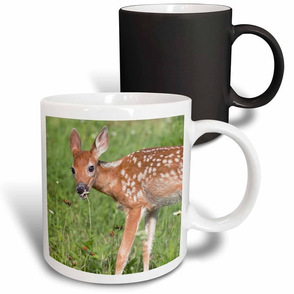 3drose, Usa, Minnesota. White-tailed Deer Fawn Eating Daisy in the Grass., 11oz Magic Transforming Mug