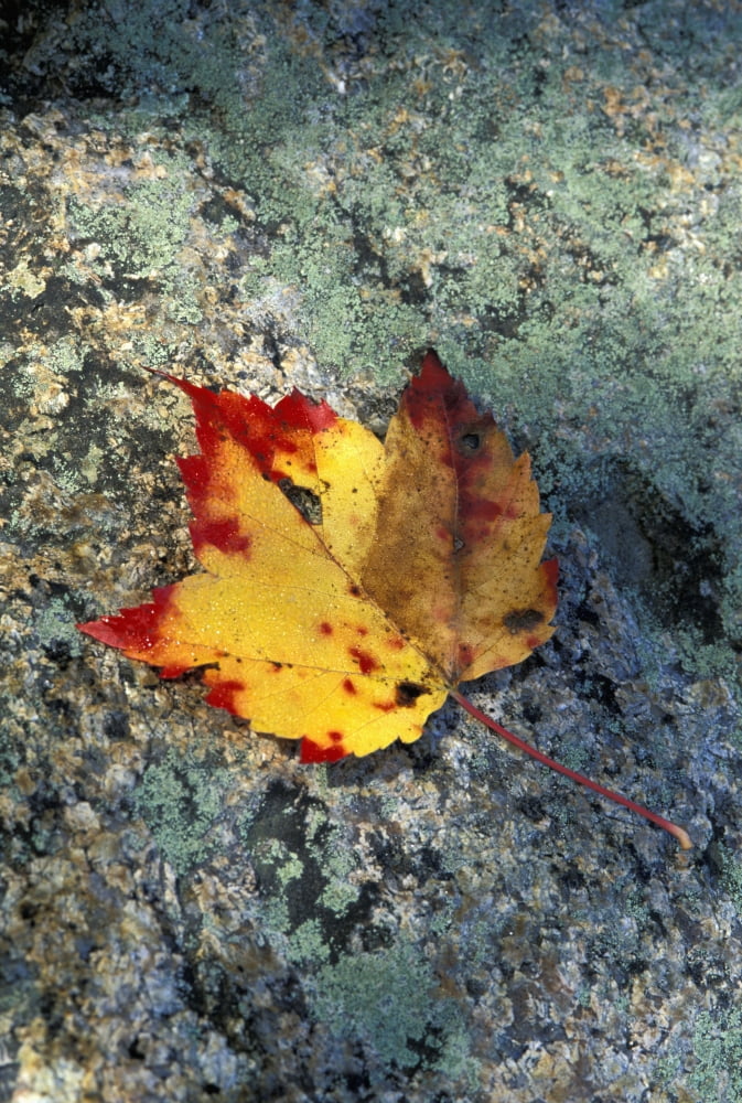 Usa New Hampshire Maple Leaf On Granite White Mountains Canvas Art - Chris Coe Design Pics (24 x 36)