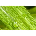 thumbnail image 1 of Usa, New Jersey, Close up of plant detail Poster Print (18 x 12), 1 of 3
