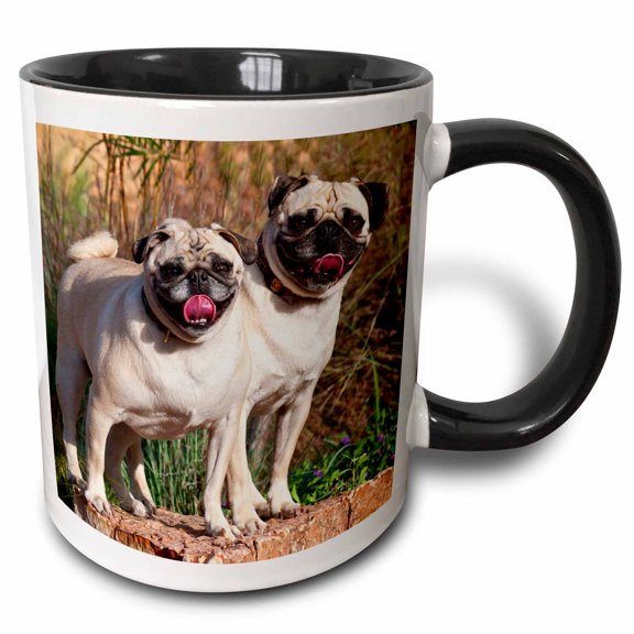3drose, Usa, New Mexico. Two Pugs Standing Together on a Rock Looking at You., 11oz Two-tone Black Mug