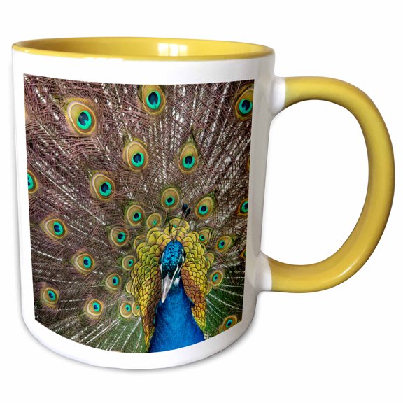 3drose, Usa, Oregon, Tillamook. Peacock Displaying Tail Feathers, 11oz Two-tone Yellow Mug
