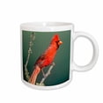 thumbnail image 1 of 3drose, Usa, Texas , Rio Grande Valley, Cardinal Bird - Us44 Bja0113 - Jaynes Gallery, 11oz Mug, 1 of 6