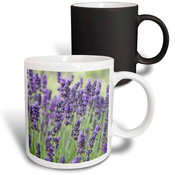 3drose, Usa, Wa, Sequim, Lavender Flower - Us48 Rti0243 - Rob Tilley, 11oz Magic Transforming Mug