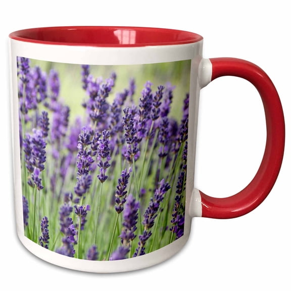 3drose, Usa, Wa, Sequim, Lavender Flower - Us48 Rti0243 - Rob Tilley, 11oz Two-tone Red Mug