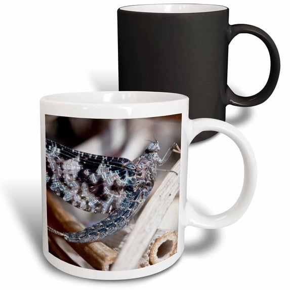 3drose, Usa, Washington, Bainbridge, Mayfly Insect - Us48 Tdr0935 - Trish Drury, 11oz Magic Transforming Mug