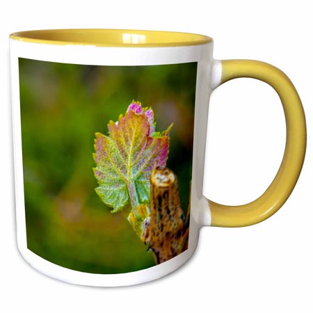 3drose, Usa, Washington, Lake Chelan. Bud Break., 15oz Two-tone Yellow Mug