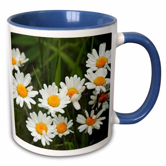 3drose, Usa, Washington, Seattle, Discovery Park. Oxeye Daisy Blooming., 11oz Two-tone Blue Mug