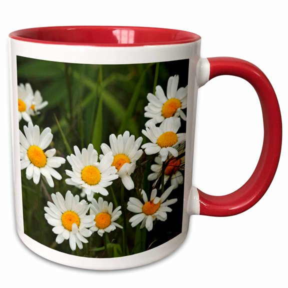3drose, Usa, Washington, Seattle, Discovery Park. Oxeye Daisy Blooming., 11oz Two-tone Red Mug
