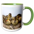 thumbnail image 1 of 3drose, Usa, Washington, Seattle. Mallard Ducks Clutch of Ducklings., 11oz Two-tone Green Mug, 1 of 6