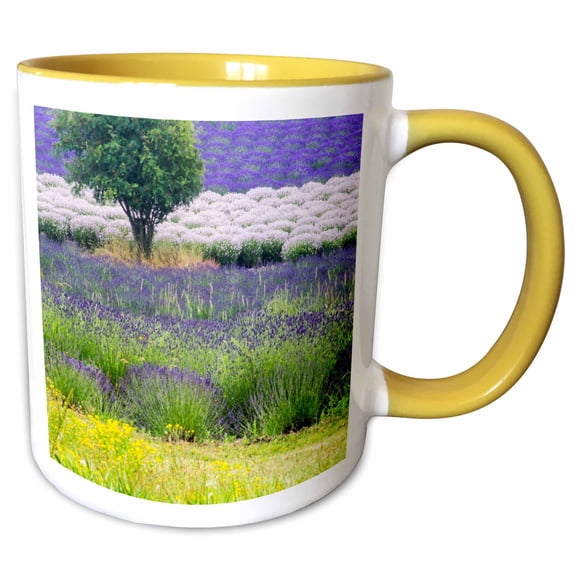 3drose, Usa, Washington, Sequim, Lavender Field in Full Boom., 11oz Two-tone Yellow Mug