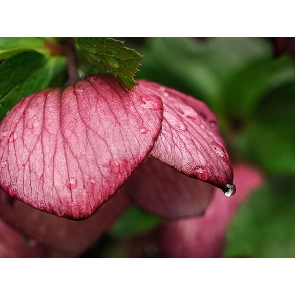 Usa-Washington State-Bellevue. Magenta Lenten rose hellebore flower with raindrops Poster Print - Images Merrill (36 x 24)