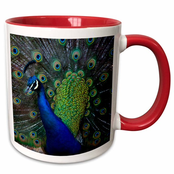 3drose, Usa, Washington State, Olympic Peninsula, Male Peacock, 15oz Two-tone Red Mug