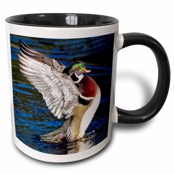3drose, Usa, Washington State, Sammamish. Male Mallard Duck Flapping Wings, 11oz Two-tone Black Mug