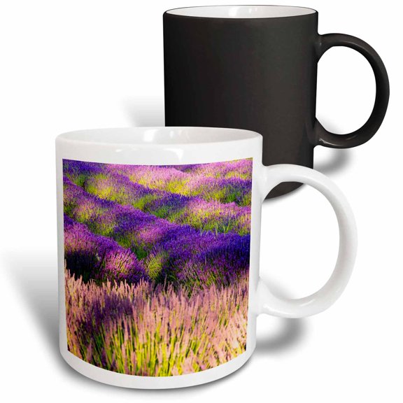3drose, Usa, Washington State, Sequim, Lavender Field in Full Boom, 11oz Magic Transforming Mug