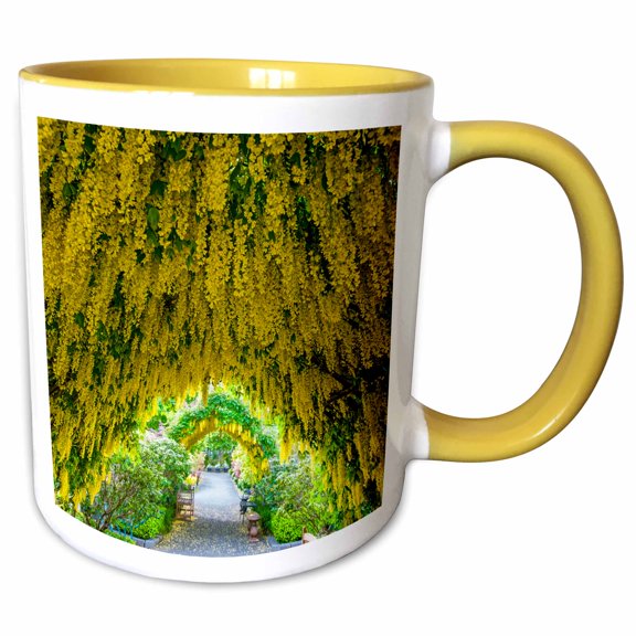 3drose, Usa, Whidbey Island, Langley. Golden Chain Tree on a Metal Frame., 11oz Two-tone Yellow Mug