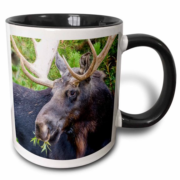 3drose, Usa, Wy. Bull Moose Eats from a Willow Bush, 11oz Two-tone Black Mug
