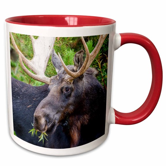 3drose, Usa, Wy. Bull Moose Eats from a Willow Bush, 11oz Two-tone Red Mug